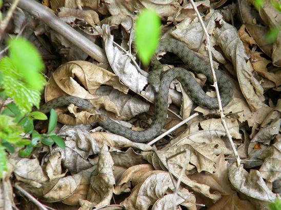 Natrix Tassellata